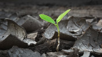 small plant growing