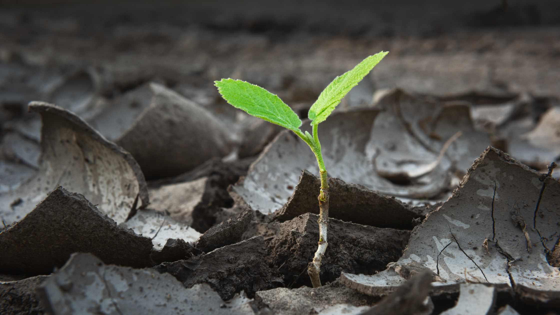 small plant growing